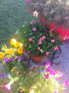 patio flowers