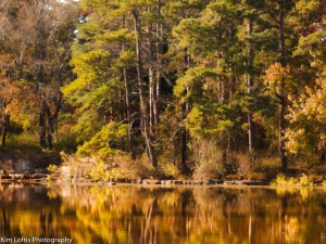 autumn tree water reflection Kim Loftis 2014