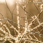 Kim Loftis Golden Winter Branches