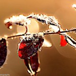 Kim Loftis Red leaves Frost