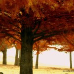 Kim Loftis huge fall tree