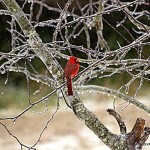 kim Loftis red bird frozen branches