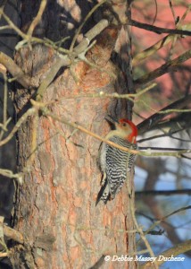 Debbie Massey woodpecker in tree 2016