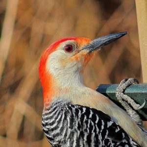 Roger Harris red headed woodpecker 2016